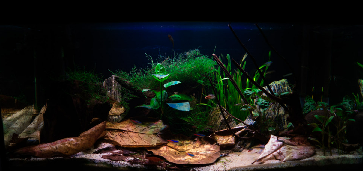 Apistogramma Cacatuoides swimming near Catappa Leaf