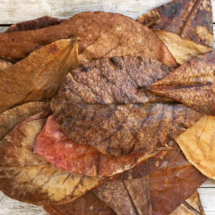 Preparing Indian Almond Leaves for Aquarium Use