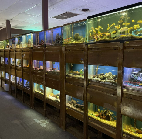 Pet Shop Display